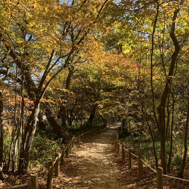 단풍구경 하러 가기 좋은 함양 상림공원