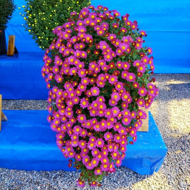 兵庫県！明石の菊花展覧会は素晴らしい