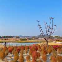 서울 근교 드라이브 코스 🍂시흥 갯골생태공원