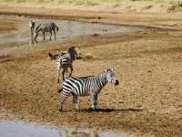 Hiking up Kilimanjaro & Safari