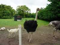 Jelita Ostrich Farm 🦆✨
