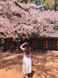 봄이 기다려지는 이유🌸