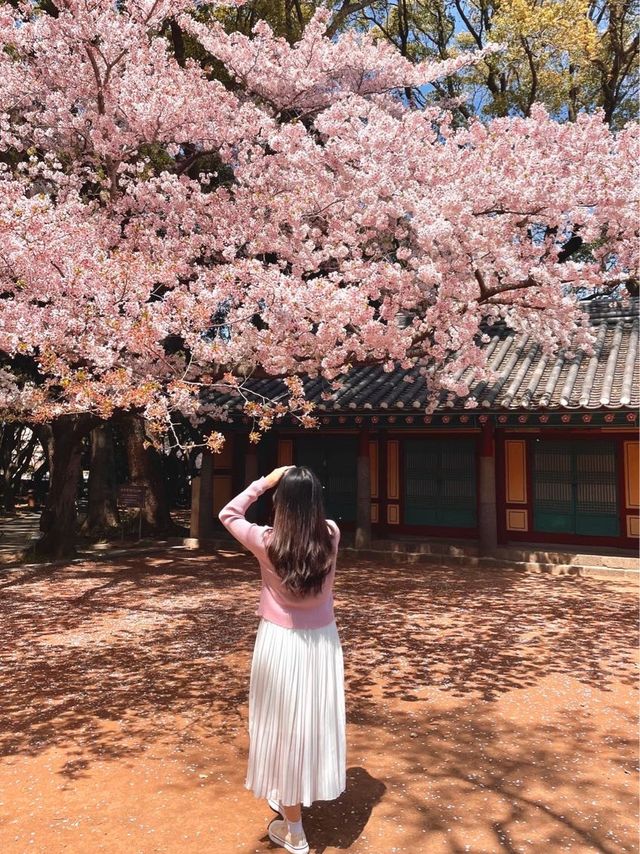 봄이 기다려지는 이유🌸