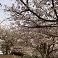 櫻花與油菜花共舞，彷如走入世外桃園！