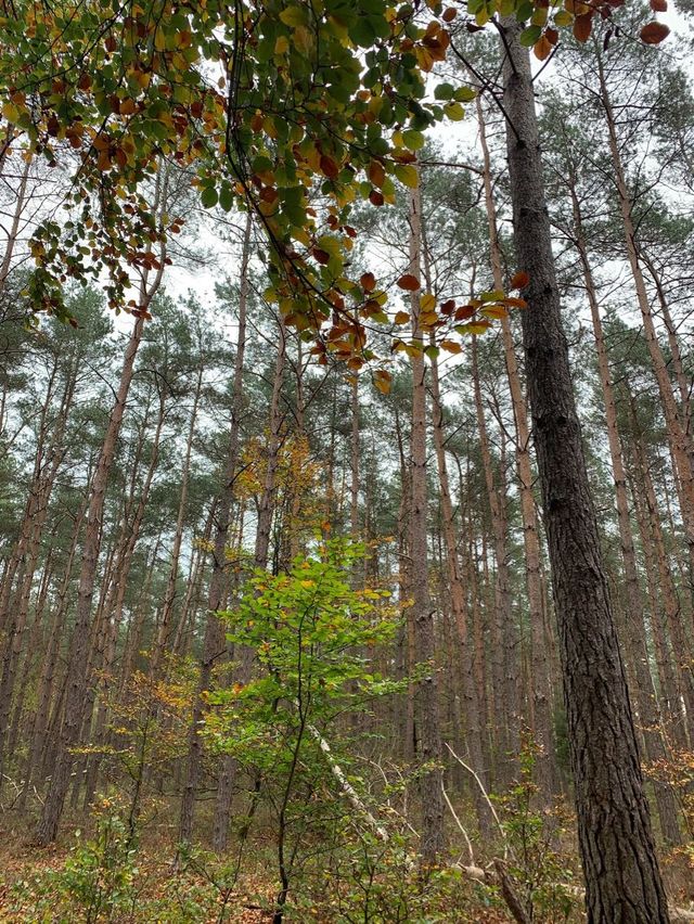 De Valuwe, Nature Area 