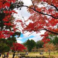 絶景紅葉と日本の歴史を感じる旅！奈良公園と若草山