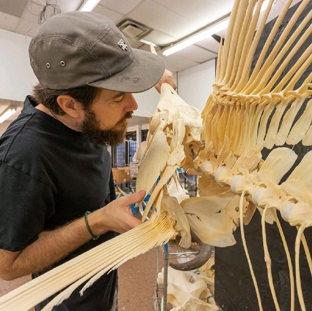 Museum of Osteology