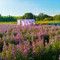 Flower Lovers. CNX | สวนดอกไม้เชียงใหม่​