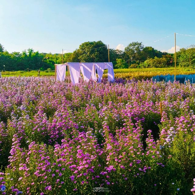 Flower Lovers. CNX | สวนดอกไม้เชียงใหม่​