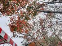 【桃園】復興景點-新溪口吊橋