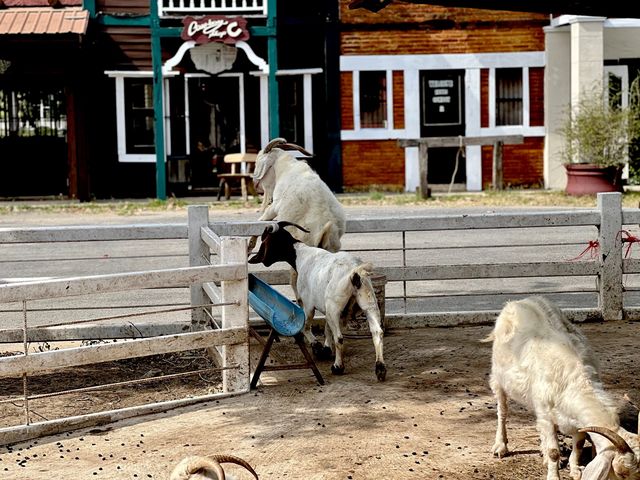 รับบทเด็กเลี้ยงแกะ  : The Verona Farm