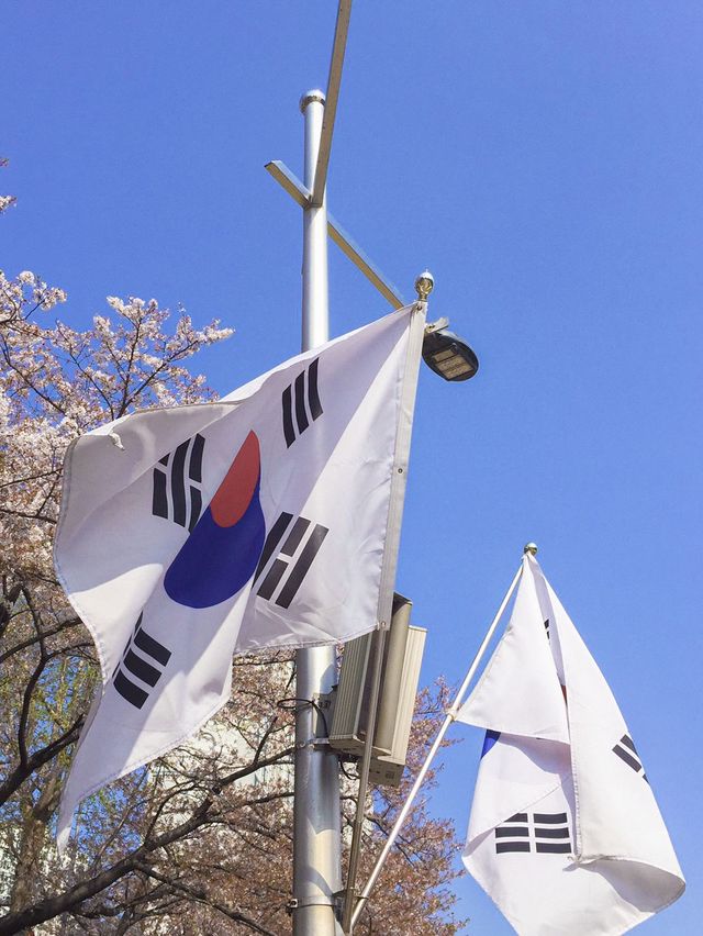 🌸 벛꽃나라 “온천천” 🌸