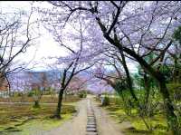 京都　SAKURA 桜めぐり❗️勧修寺の桜に感動❗️