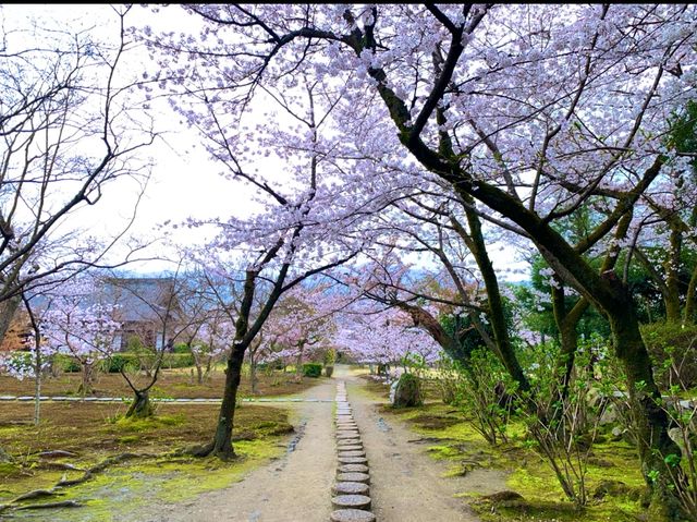 京都　SAKURA 桜めぐり❗️勧修寺の桜に感動❗️
