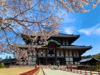 奈良　SAKURA 桜めぐり❗️東大寺大仏殿と桜のコラボに感動！