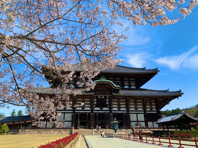 奈良　SAKURA 桜めぐり❗️東大寺大仏殿と桜のコラボに感動！