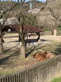 볼거리 가득👀 서울대공원 동물원 🐻