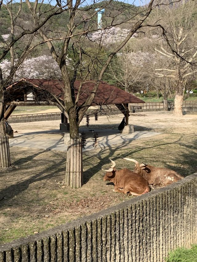 볼거리 가득👀 서울대공원 동물원 🐻