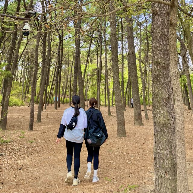 소나무 가득한 공기좋은 산 , 계양산 
