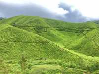 BOH TEA CENTRE, CAMERON HIGHLANDS !! 🍃