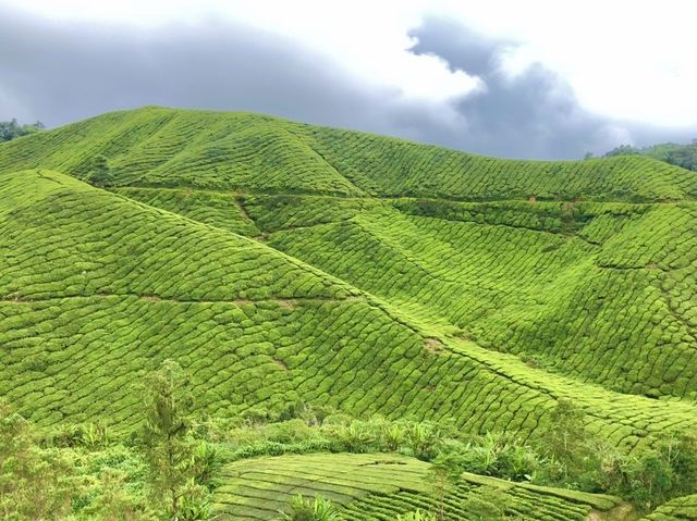 BOH TEA CENTRE, CAMERON HIGHLANDS !! 🍃
