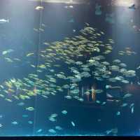 香川県にある四国水族館に行ってきた！🙋‍♀️