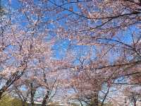 上野公園賞櫻去
