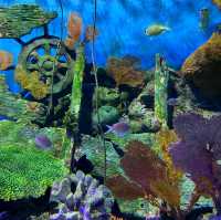 泰國｜曼谷水族館🐬暹羅海洋世界