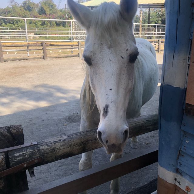 臺南頑皮世界動物園