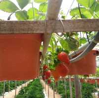 Big Red Strawberry Farm 🍓