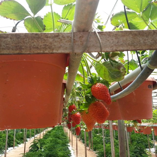 Big Red Strawberry Farm 🍓