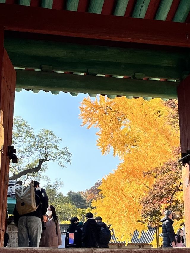서울 단풍명소 400년된 은행나무가 있는 곳