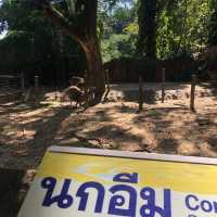 🦩🦘 Chiang Mai Zoo 🦥 🐘