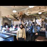 มาเที่ยว American Museum of Natural History ค่ะ