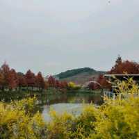 季節限定的美景-嘉義迷霧松境