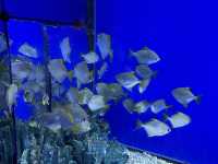 日本最大水族館－海遊館🤩