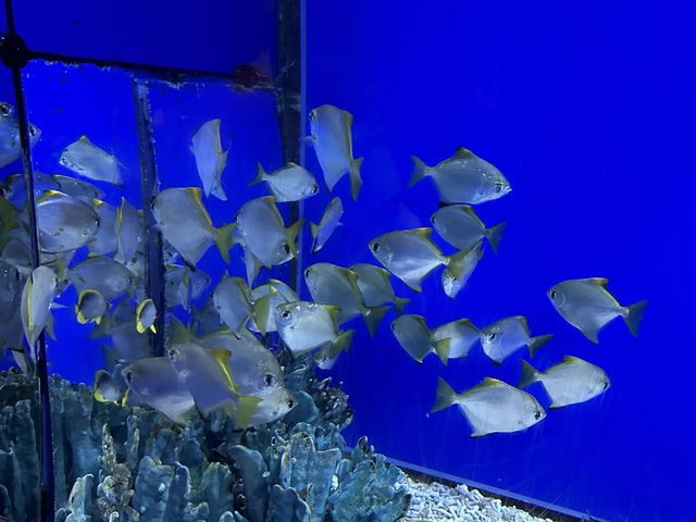 日本最大水族館－海遊館🤩