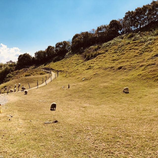 藍天白雲與綠地中的🐑咩咩