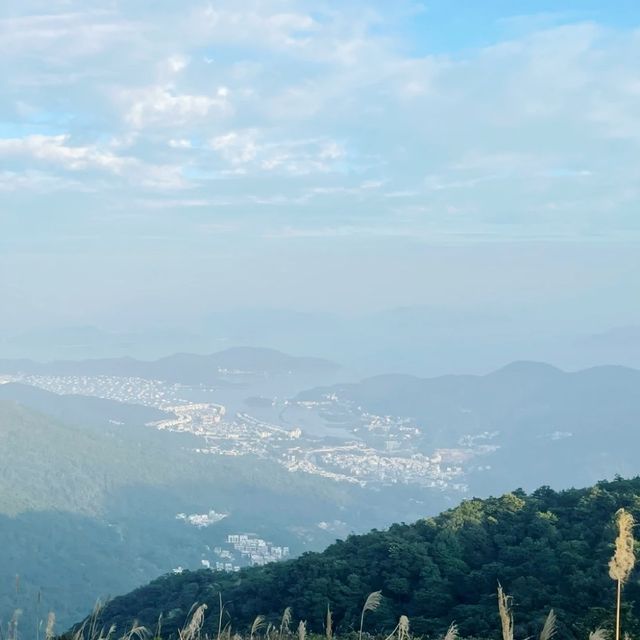 東洋山睇芒草