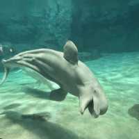 名古屋水族館の生き物たち