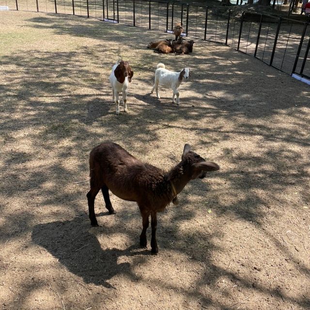 台南人小時候必去的動物園