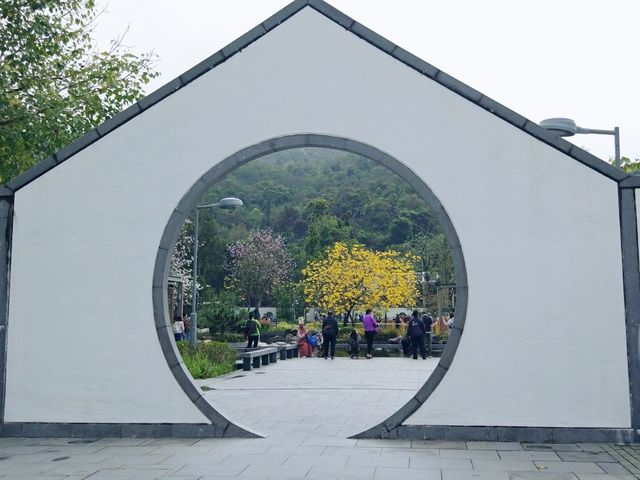 將軍澳睇黃花風鈴木