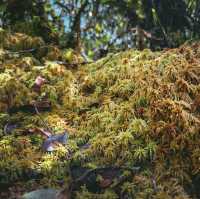 Mini mossy forest at Coral Hill