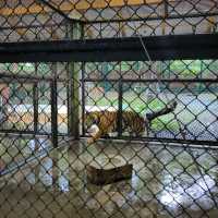 Hugging New Beastie in Tiger Kingdom Phuket.