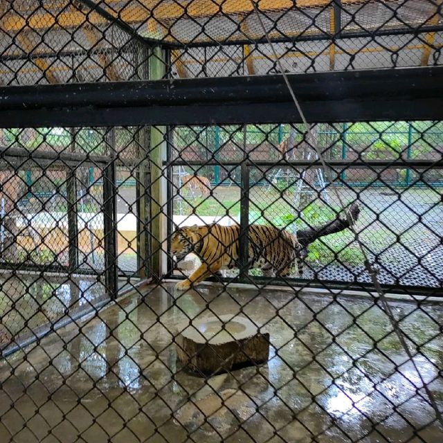 Hugging New Beastie in Tiger Kingdom Phuket.