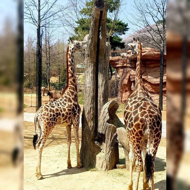 South Korea Largest Theme Park!