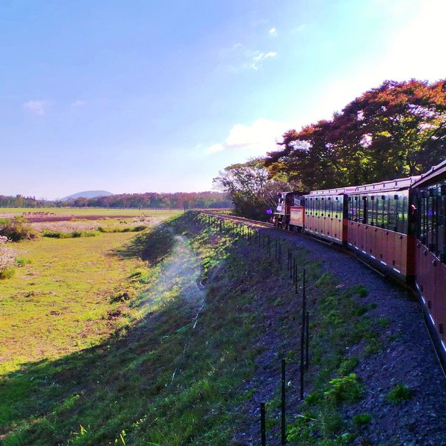 🚂 제주에서 떠나는 기차여행, 에코랜드