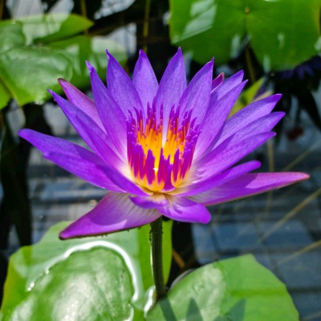 경상남도수목원