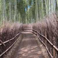 嵐山 竹林之道