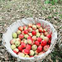 fresh apples in colorful village at Malang